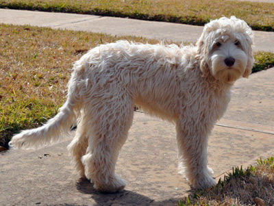 1st best sale generation labradoodle